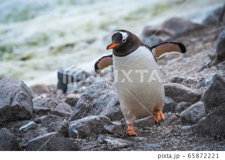 Gentoo penguin running through rocks using Gentoo penguin running through rocks using 65872221