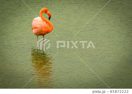 Greater flamingo standing in calm green water Greater flamingo standing in calm green water 65872222