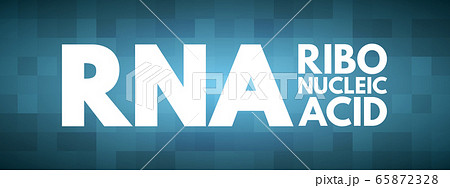 RNA - Ribonucleic acid acronym 65872328