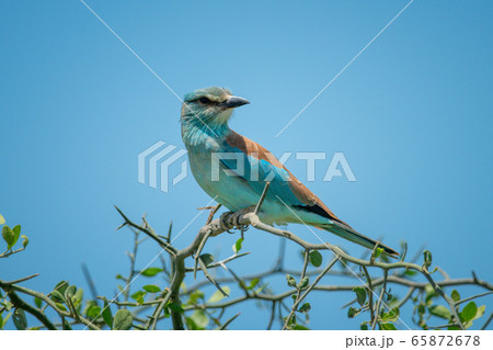 Backlit European roller in thornbush turns head Backlit European roller in thornbush turns head 65872678