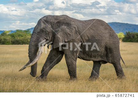 African bush elephant walks across grassy plain 65872741