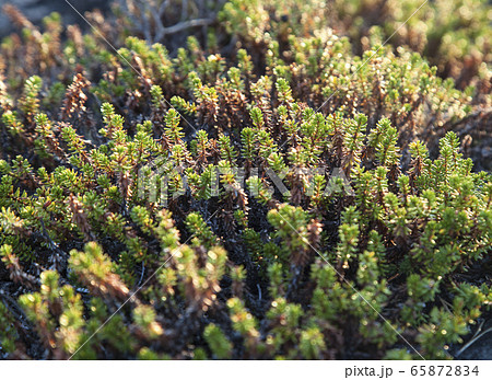 Crowberry plants, close-up Crowberry plants, close-up 65872834