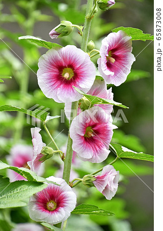 タチアオイ 立葵 の写真素材