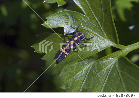 detail of ladybird larva on the green leaf detail of ladybird larva on the green leaf 65873097