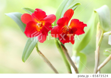 カトレア 朱色の花 自然背景の写真素材