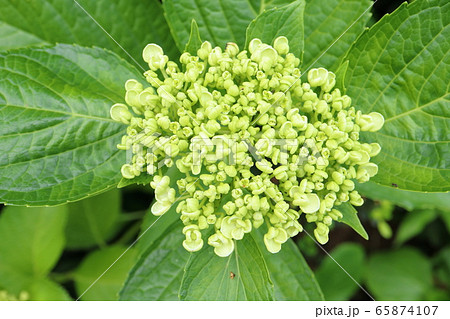 おたふく 紫陽花　蕾 65874107