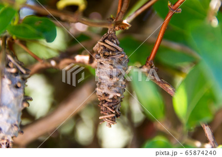 butterfly worm pupa Oiketicus kirbyi in summer butterfly worm pupa Oiketicus kirbyi in summer 65874240