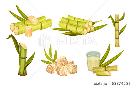 Sugar Cane Unbranched Stems with Leaves and Superfood like Brown Granulated Sugar Vector Set Sugar Cane Unbranched Stems with Leaves and Superfood like Brown Granulated Sugar Vector Set 65874252