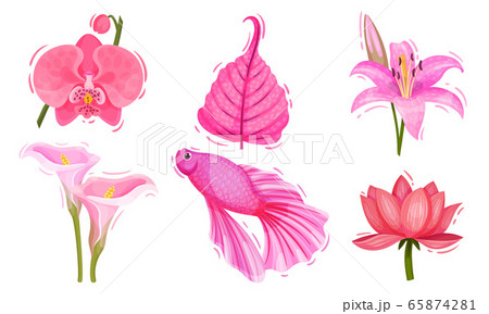 Pink Lush Flower Buds and Fish Isolated on White Background Vector Set 65874281