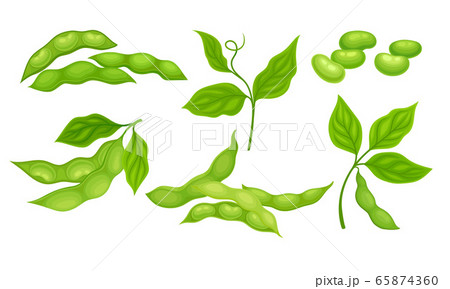 Green Pods with Green Leaves and Soy Beans Inside Vector Set 65874360