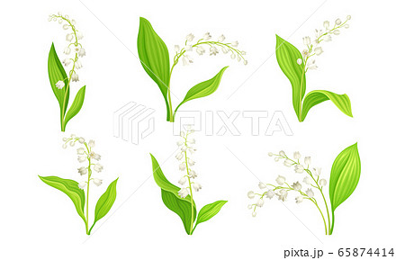 White Bellflower or Campanula on Stem with Green Leaf Vector Set 65874414