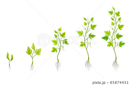 Green Grapevine Growing with Sprout and Young Plant with Roots for Planting Vector Set 65874431