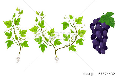 Green Grapevine Growing with Sprout and Young Plant with Roots for Planting Vector Set Green Grapevine Growing with Sprout and Young Plant with Roots for Planting Vector Set 65874432