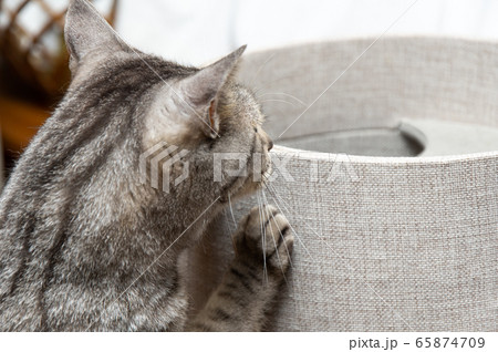 興味深々 サバトラ猫 興味深々 サバトラ猫 65874709