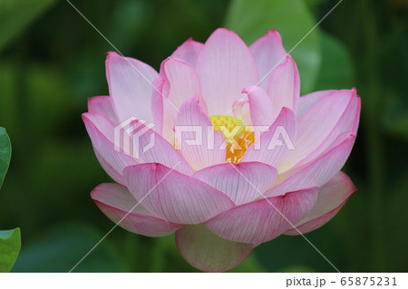 満開の蓮の花 65875231