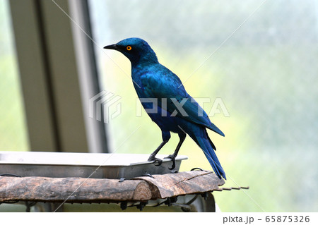 セイキムクドリ 65875326