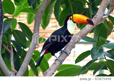 オニオオハシ 65875449