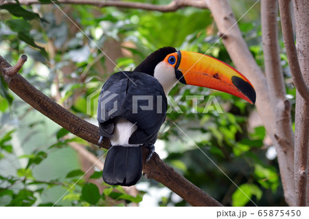 オニオオハシ 65875450