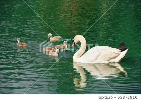 a family of white swans swims on the lake, adult 65875910