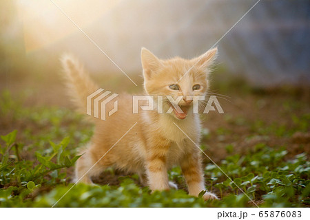 Portrait Of Ginger Kitten On Field on green grass 65876083