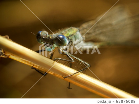 Portrait of big Dragonfly on a branch 65876088