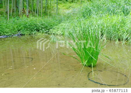 池と植物の落ち着く自然の風景 65877113