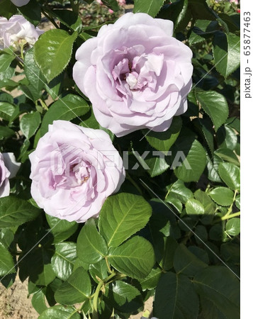 バラ 65877463