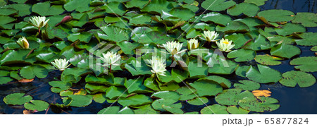 Landscape with white and yellow water lilies on the lake on a sunny day. Ukraine, Kiev. Landscape with white and yellow water lilies on the lake on a sunny day. Ukraine, Kiev. 65877824