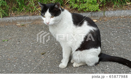 猫 きれい 道猫 65877988