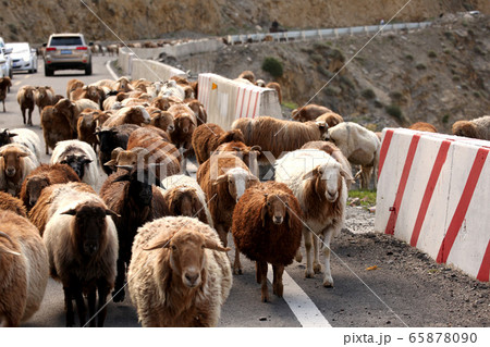 独庫公路の道路に押し入る羊の群れ。2019/8/30 65878090