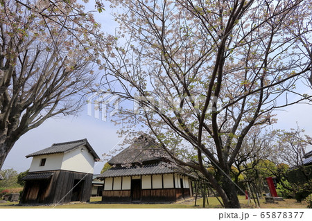 荒尾市　宮崎兄弟生家　桜、 65878377