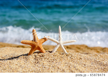 Beautiful sea stars on the beach 65878474