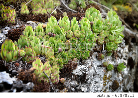 Attractive rosettes of Sempervivum ruthenicum, 65878513