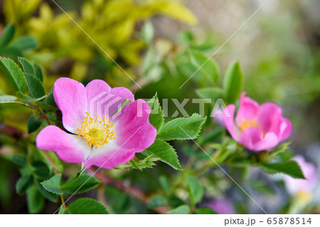 Close-up image of the beautiful spring flowering, 65878514