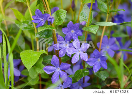 Purple blue flowers of periwinkle (Vinca) Purple blue flowers of periwinkle (Vinca) 65878528