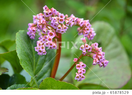 Pink flowers of Bergenia crassifolia Pink flowers of Bergenia crassifolia 65878529