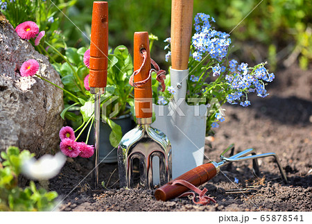 Gardening tools and spring flowers in the garden. 65878541