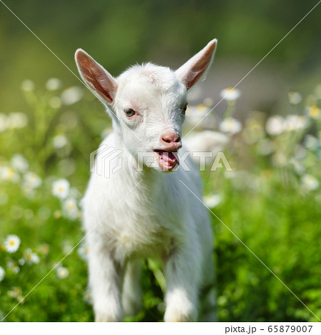 White little goat standing on green grass 65879007