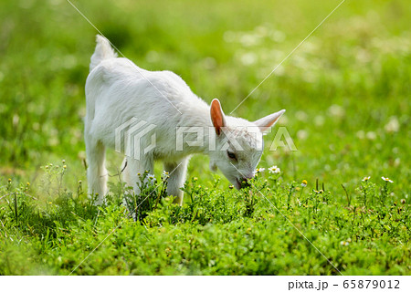 White little goat standing on green grass White little goat standing on green grass 65879012