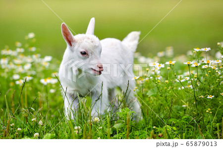 White little goat standing on green grass White little goat standing on green grass 65879013