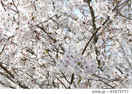 桜 岐阜県山県市 65879757