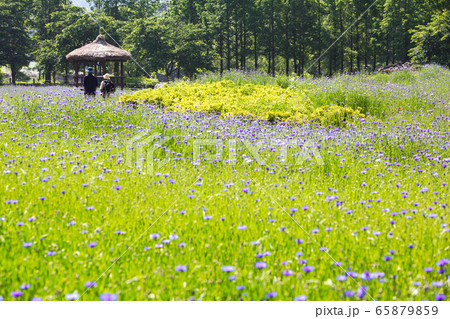 仁川大公園 森林 夏 65879859