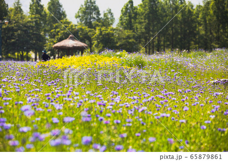 仁川大公園 森林 夏 65879861