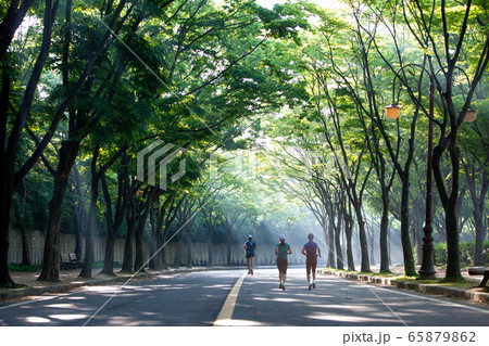 森林 夏 葉 65879862