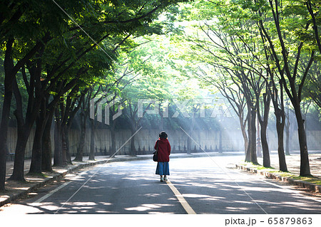 森林 夏 葉 65879863