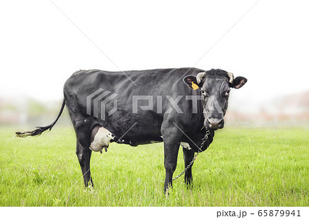 Green field with square white frame. Mock up  65879941