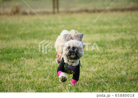 走る犬 65880018