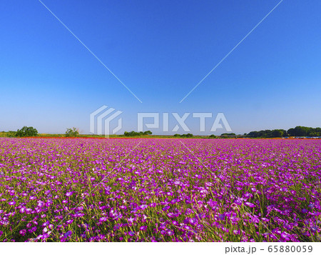 【埼玉】鴻巣 麦なでしこ畑 65880059