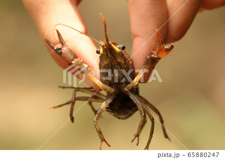 ザリガニ　水辺の生き物　淡水　夏休み　楽しみ 65880247