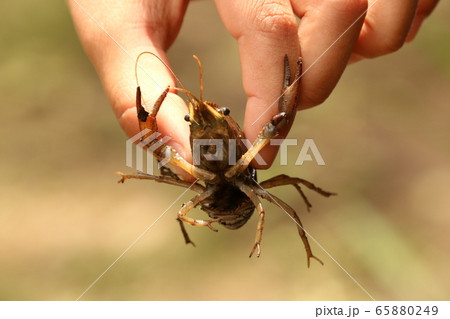 ザリガニ　淡水 65880249